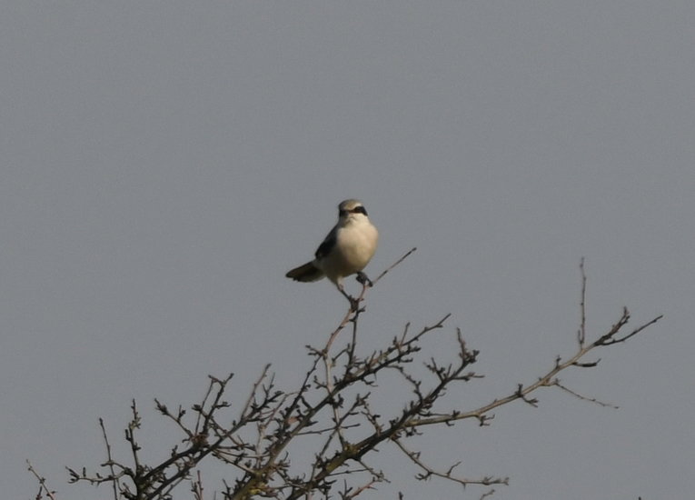 Klapekster (Lanius excubitor).