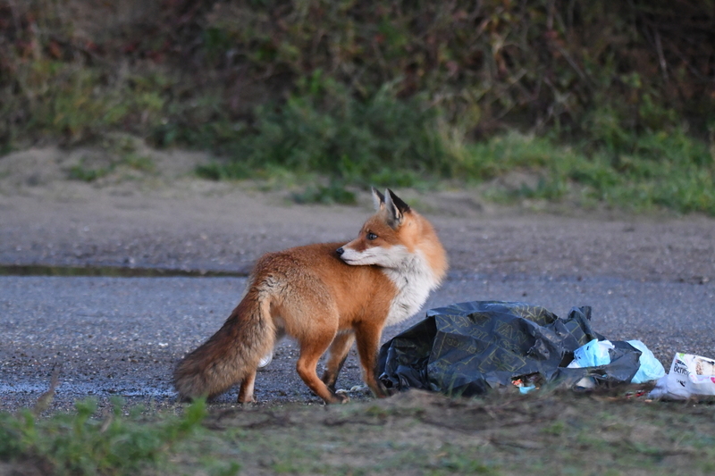 Vos (Vulpes vulpes).