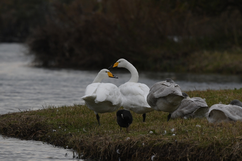 Wilde zwaan (Cygnus cygnus).