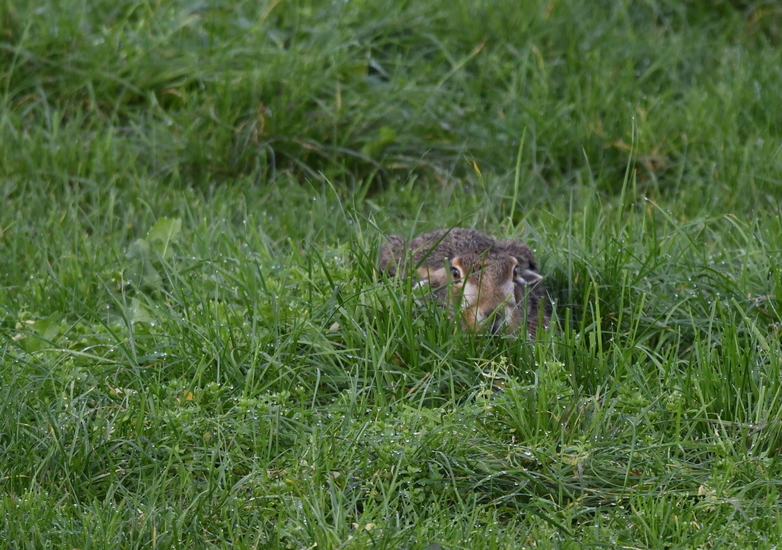 Haas (Lepus europaeus).