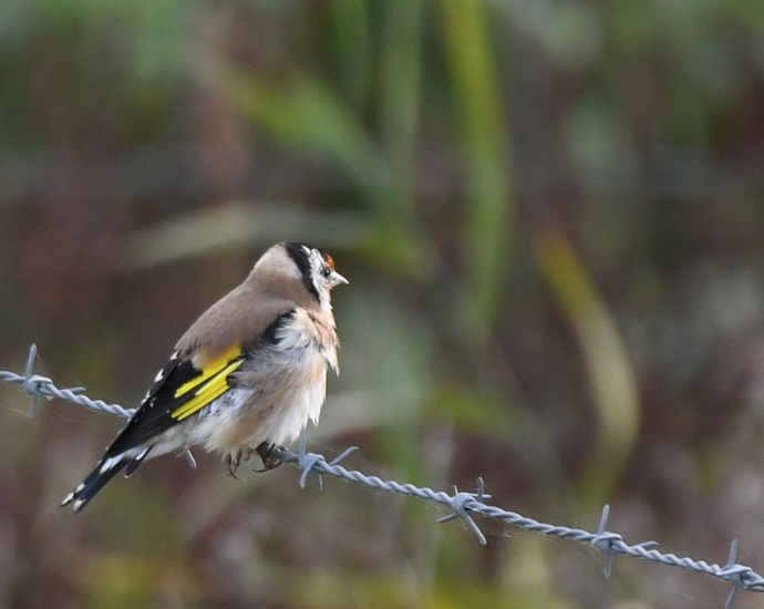 Putter (Carduelis carduelis).