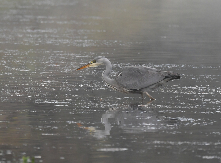 Blauwe reiger (Ardea cinerea).