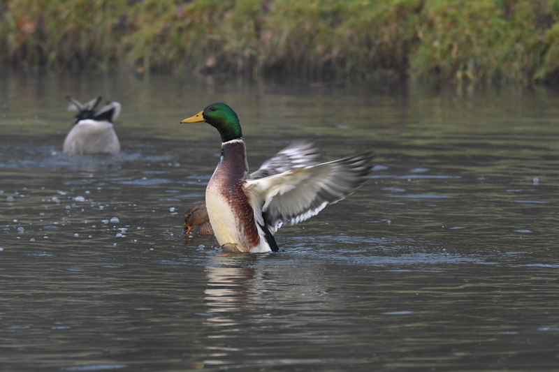 Wilde eend (Anas platyrhynchos).