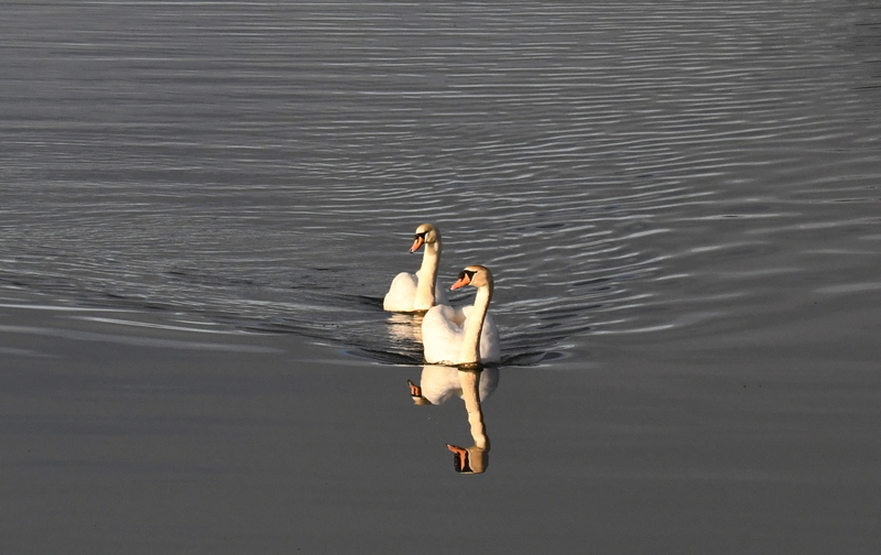 Knobbel zwaan (Cygnus olor).