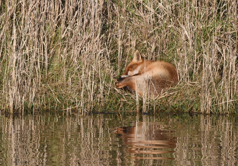 Vos (Vulpes vulpes).