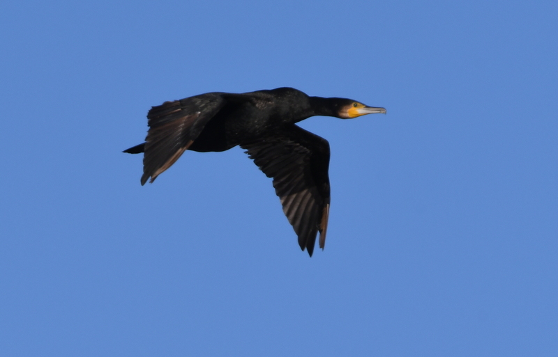 Aalscholver (Phalacrocorax carbo).
