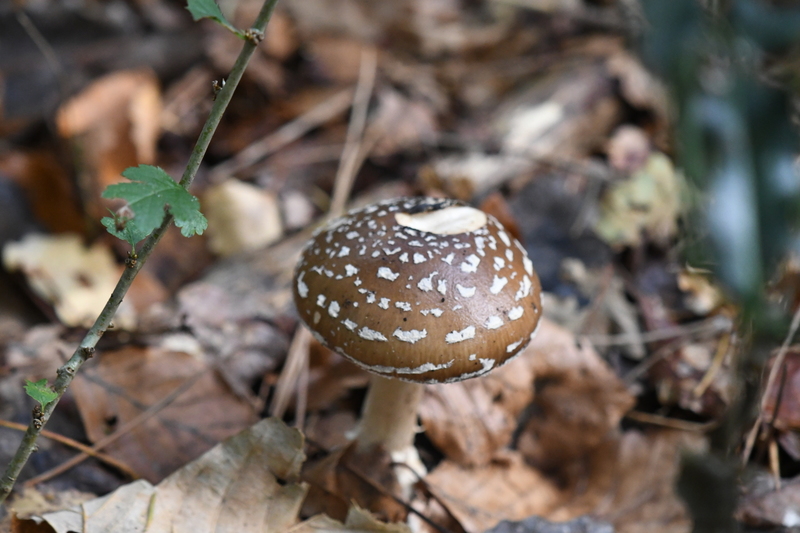 Panteramaniet (Amanita pantherina).