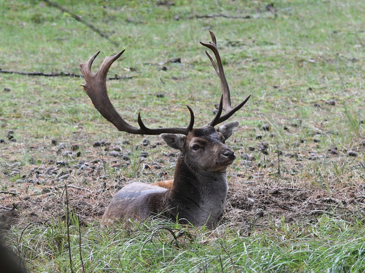 Damhert (Dama dama).