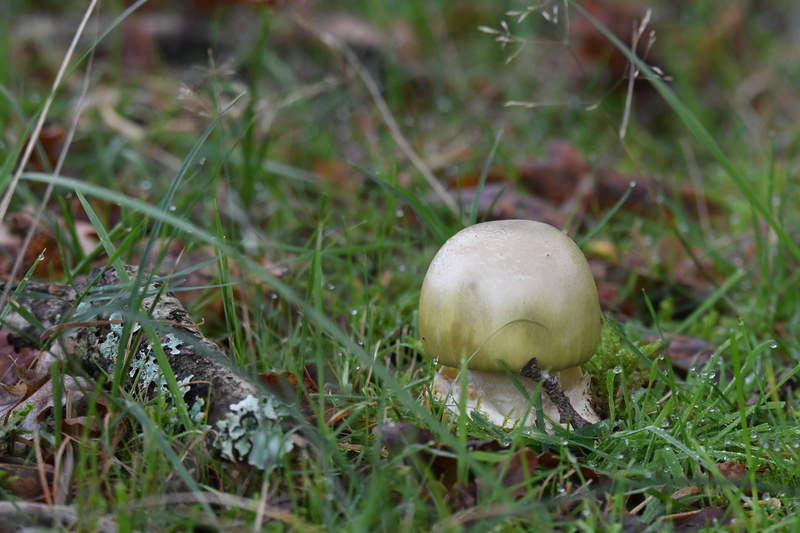 Groene knolamaniet (Amanita phalloides).