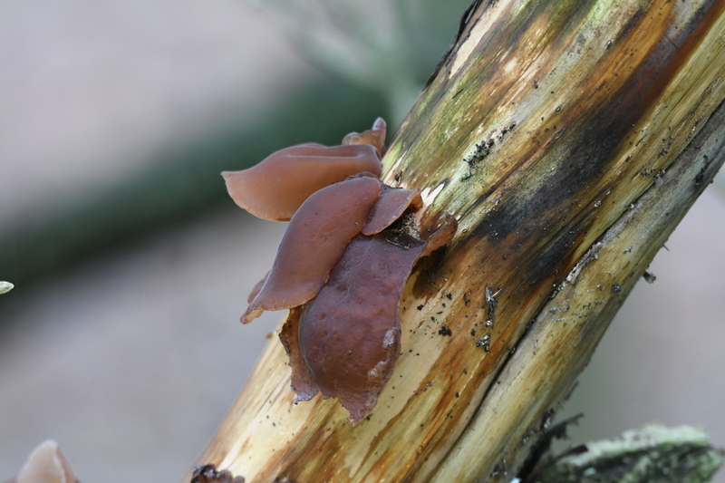 Judasoor (Auricularia auricula-judae).
