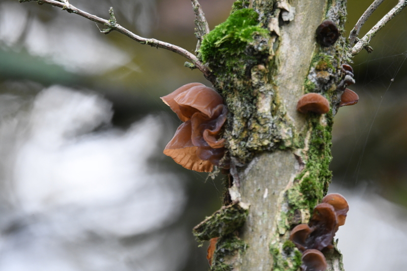 Judasoor (Auricularia auricula-judae).