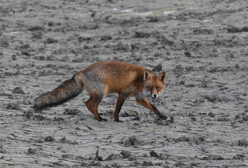 Vos (Vulpes vulpes).