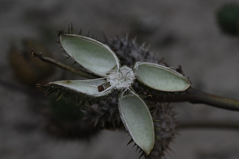 Doornappel (Datura stramonium).