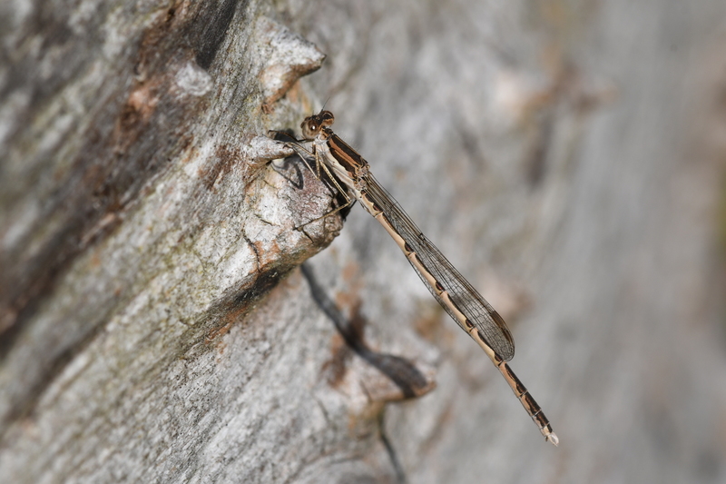 Bruine winterjuffer (Sympecma fusca).