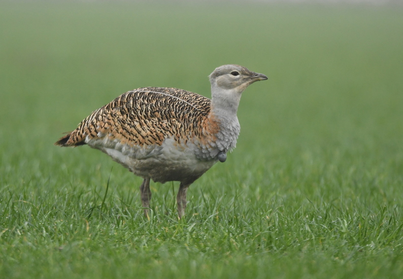 Grote trap (Otis tarda).