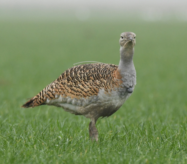 Grote trap (Otis tarda).