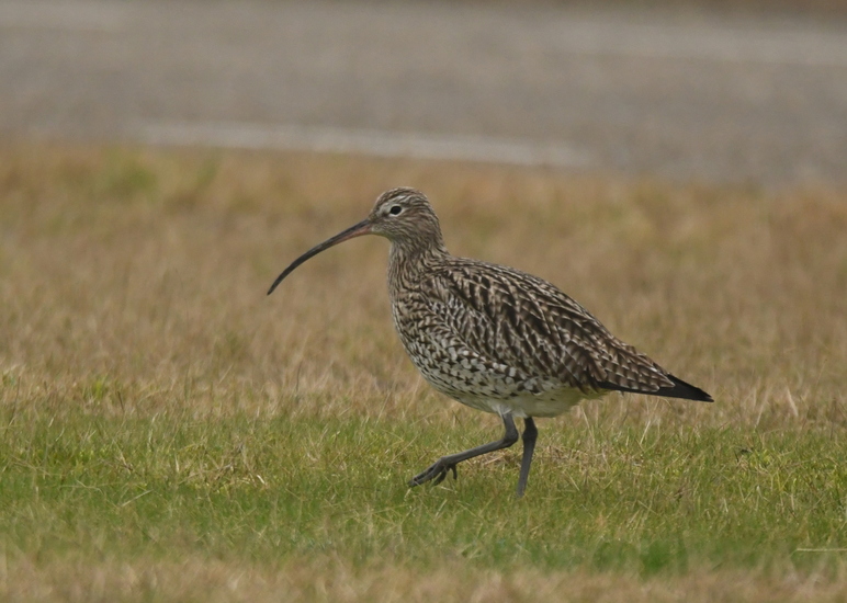 Wulp (Numenius arquata).