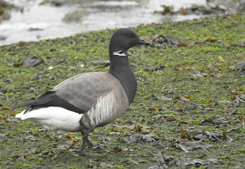 Rotgans (Branta bernicla).