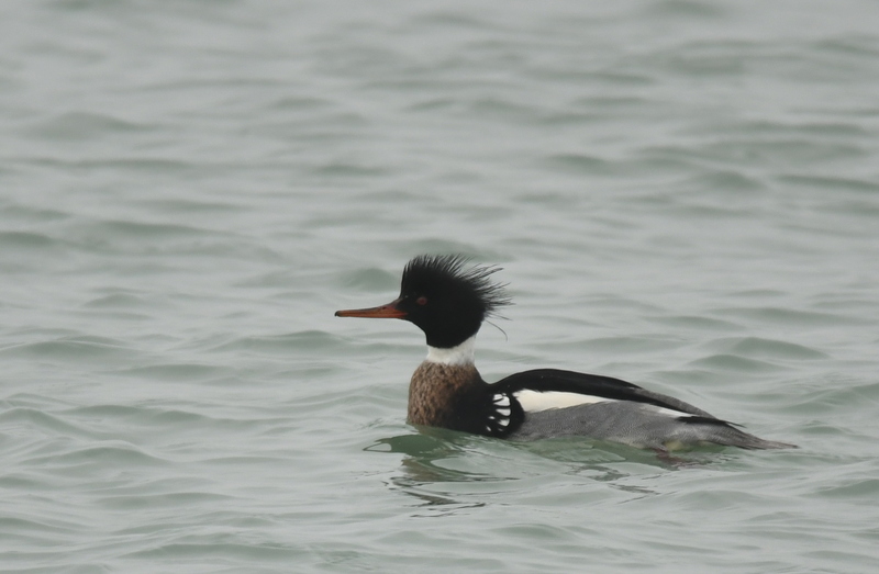 Middelste zaagbek (Mergus serrator).