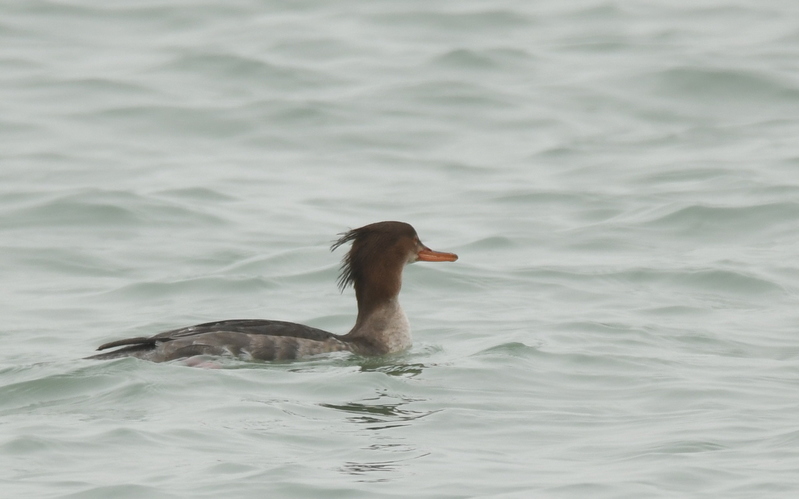 Middelste zaagbek (Mergus serrator).