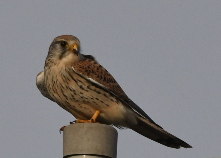 Torenvalkje (Falco tinnunculus).