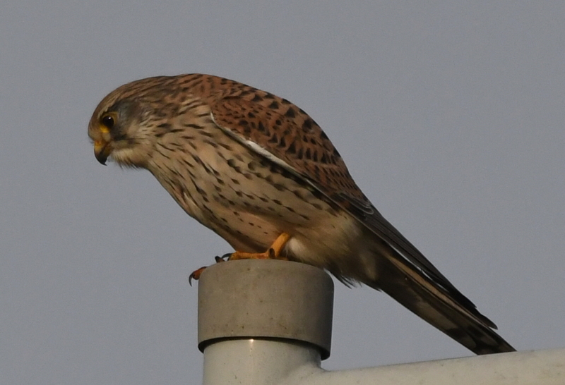 Torenvalkje (Falco tinnunculus).