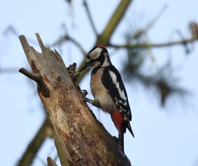 Grote bonte specht (Dendrocopos major).