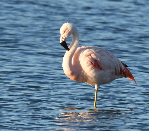 Flamingo.