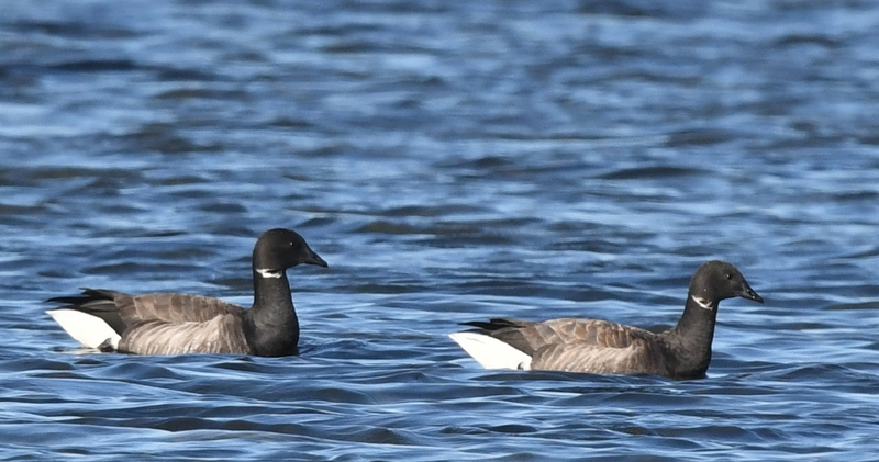Rotgans (Branta bernicla).