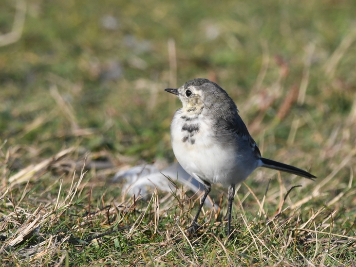 Witte kwikstaart (Motacilla alba).