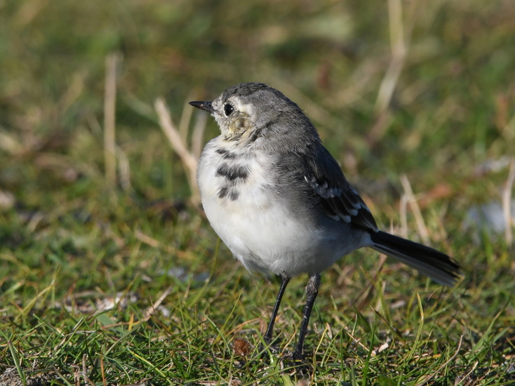 Witte kwikstaart (Motacilla alba).