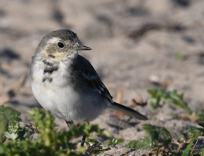 Witte kwikstaart (Motacilla alba).