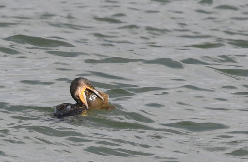 Aalscholver (Phalacrocorax carbo).