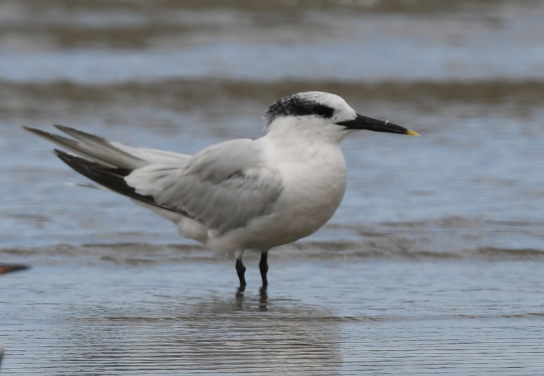 Grote Stern (Thalasseus sandvicensis).
