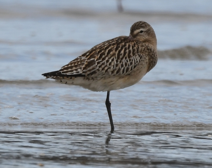 Rosse Grutto (Limosa lapponica).