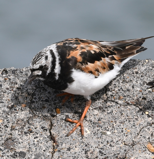 Steenloper (Arenaria interpres).