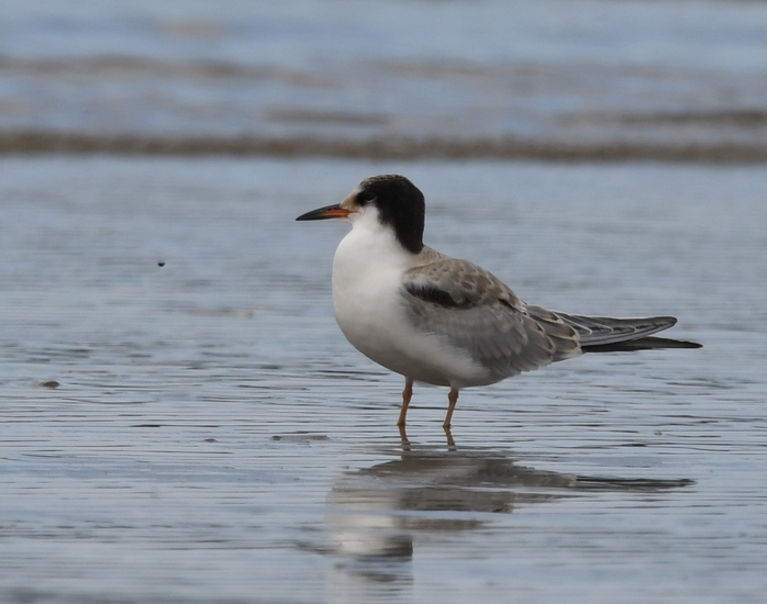 Visdief (Sterna hirundo).