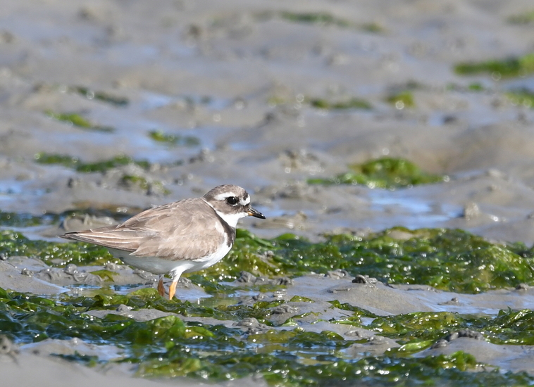 Bontbekplevier (Charadrius hiaticula).Bontbekplevier (Charadrius hiaticula).
