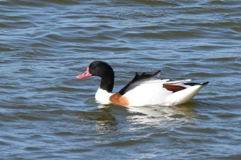 Bergeend (Tadorna tadorna).