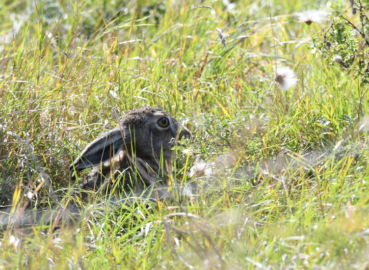 Haas (Lepus europaeus).