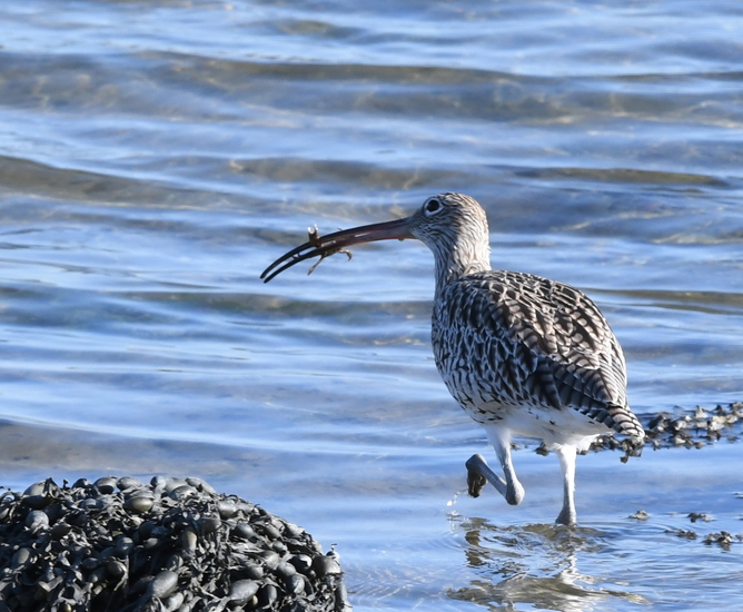 Wulp (Numenius arquata).