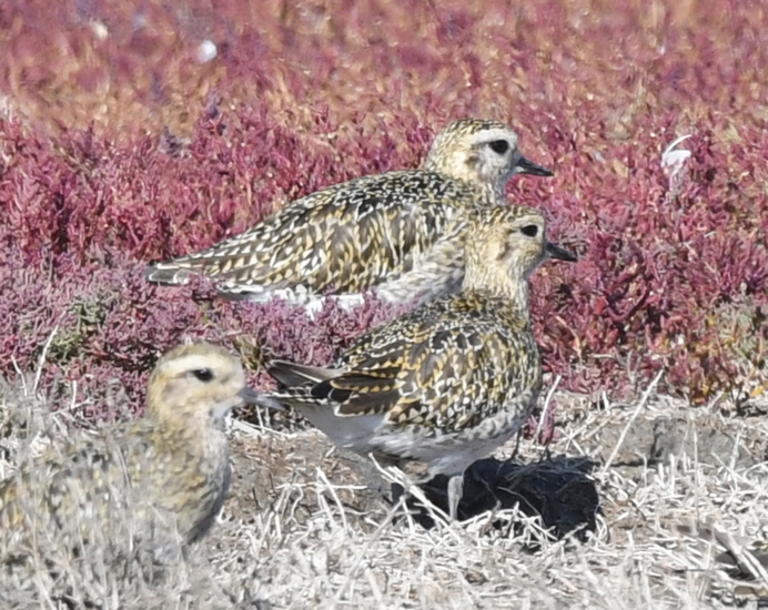 Goudplevier (Pluvialis apricaria).