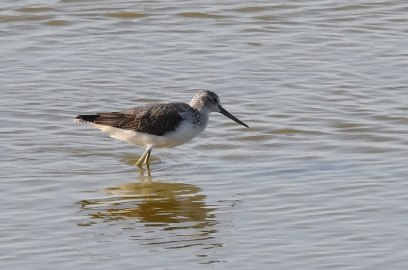 Groenpootruiter (Tringa nebularia).