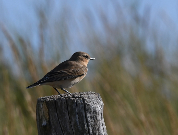 Tapuit (Oenanthe oenanthe).