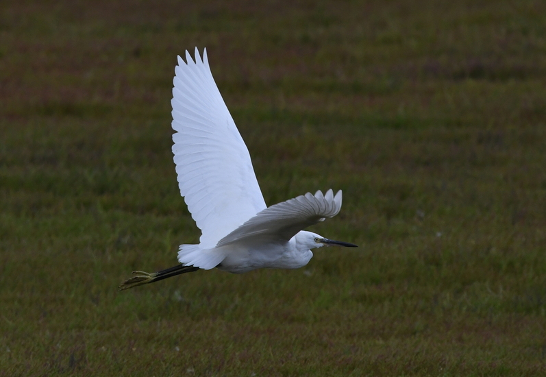 Kleine zilverreiger (Egretta garzetta).