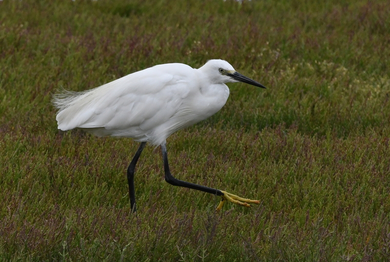 Kleine zilverreiger (Egretta garzetta).