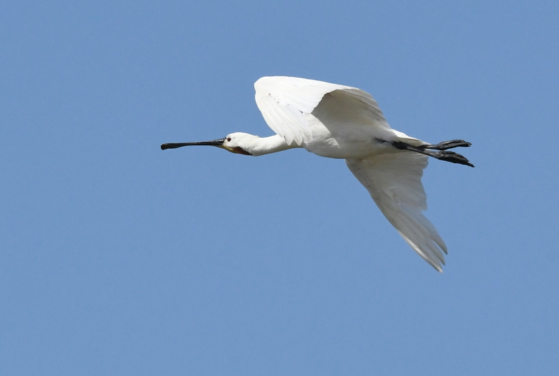 Lepelaar (Platalea leucorodia).