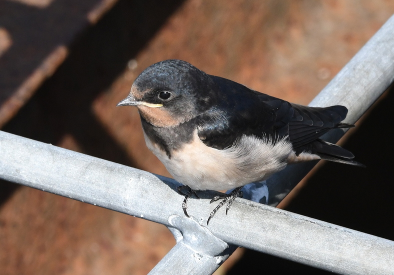 Boerenzwaluw (Hirundo rustica).