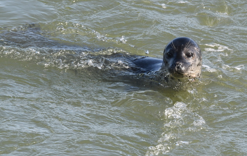 Zeehond.