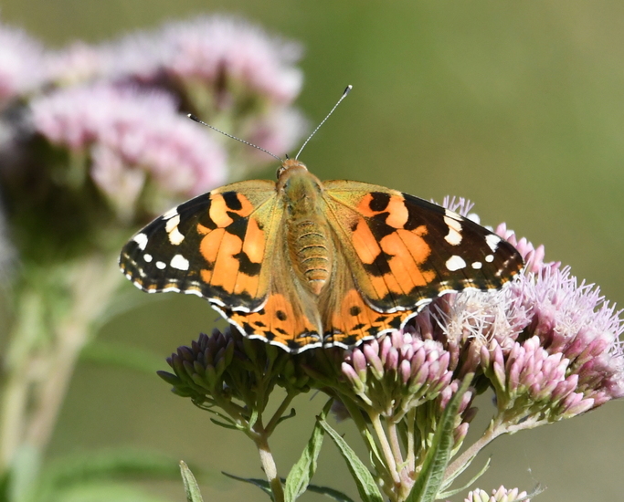 Distelvlinder (Vanessa cardui).